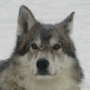 Meet your Posher, Richard